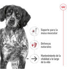 Royal Canin Medium 7+ Ageing lata para perros, , large image number null